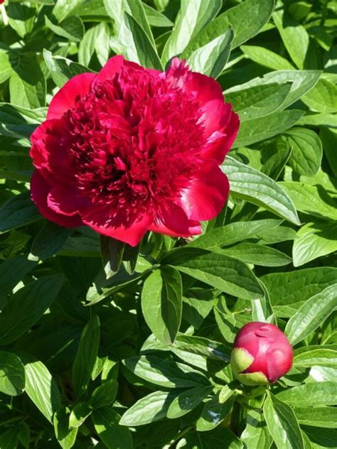 Captivating Beauty: Peony Red Magic in Photography